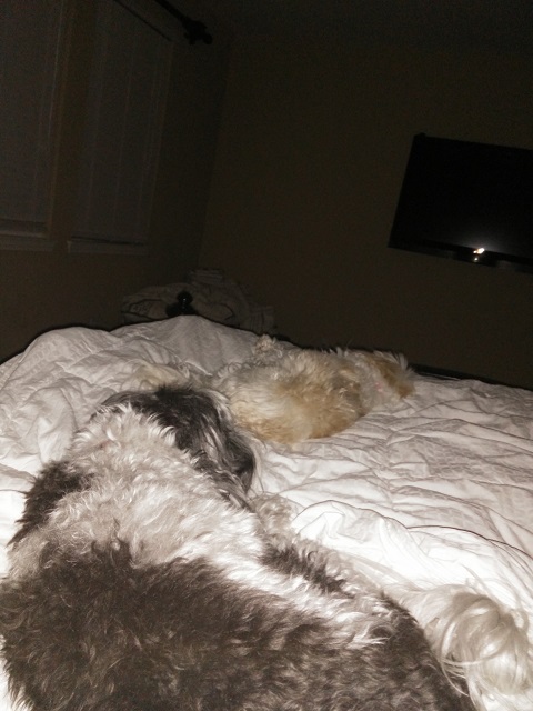 Sleeping with the Dogs
